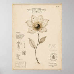 Victorian Celestial Botanical Museum Print