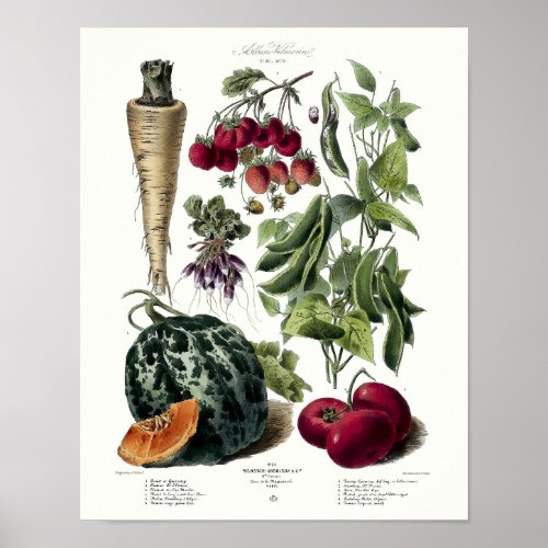 Victorian Era 1879 Fruit  Vegetable Parisian Ad  Poster