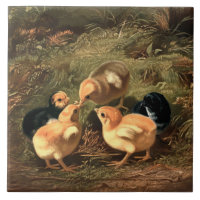 Victorian Era Baby Chickens