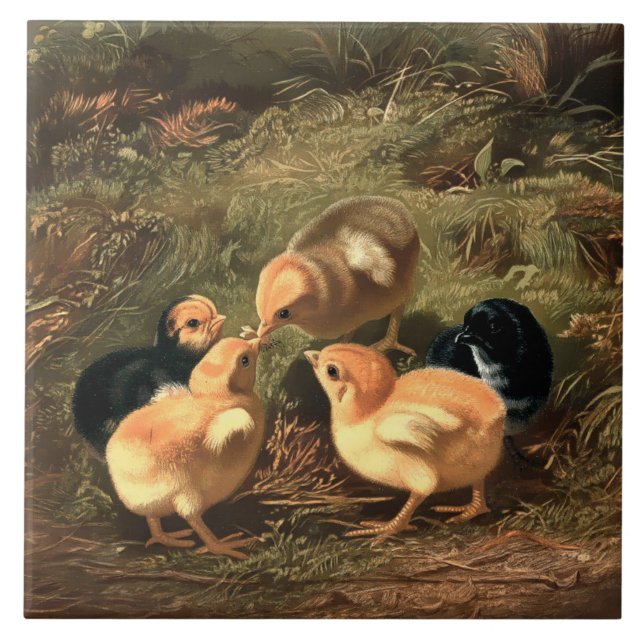Victorian Era Baby Chickens Ceramic Tile (Front)