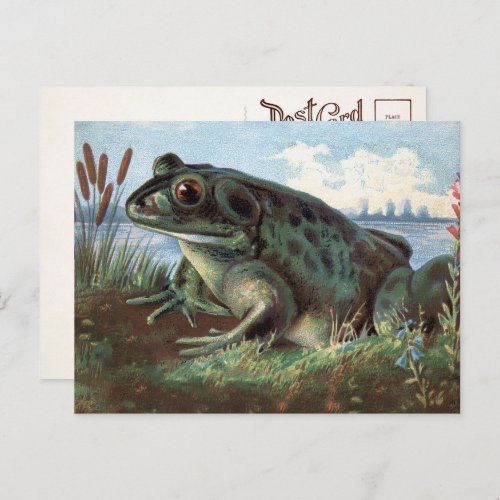 Victorian Frog Art Postcard 