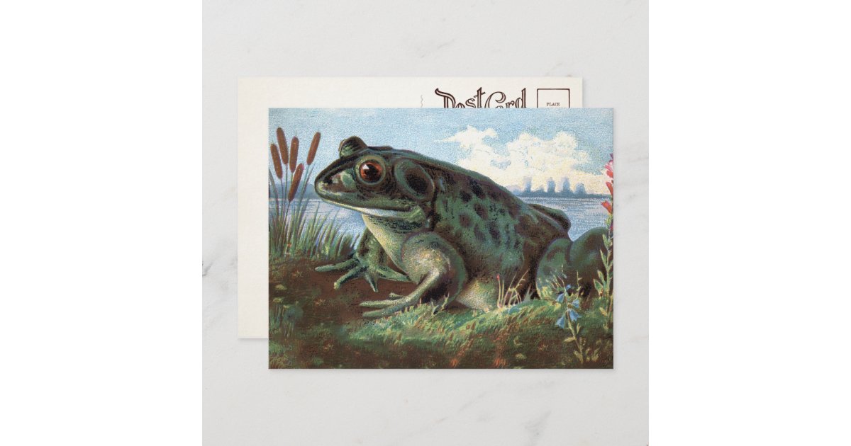 Victorian Frog Art Postcard | Zazzle