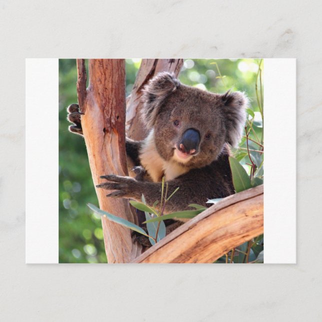 Victorian Koala Postcard (Front)