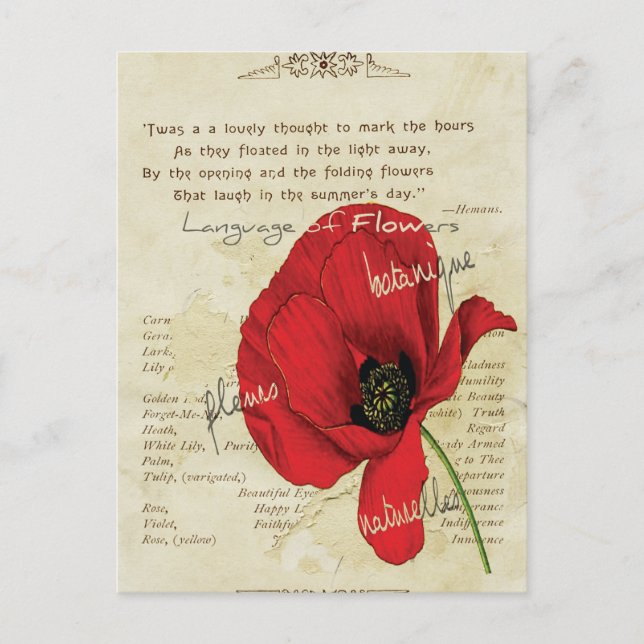 Victorian Language of Flowers Postcard (Front)