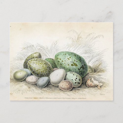Victorian Print of Various Bird Eggs Postcard