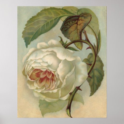 Victorian Rose Postcard Illustration Poster