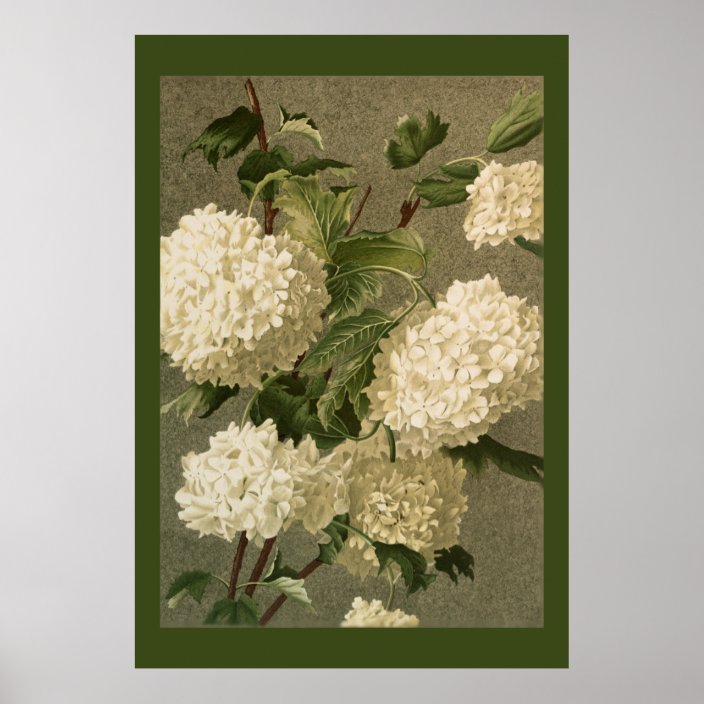 Victorian Style White Hydrangea Flowers Poster