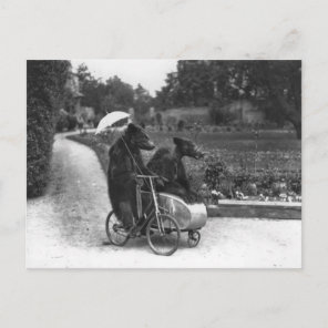 Victorian Weird Bears Riding Bicycle Postcard