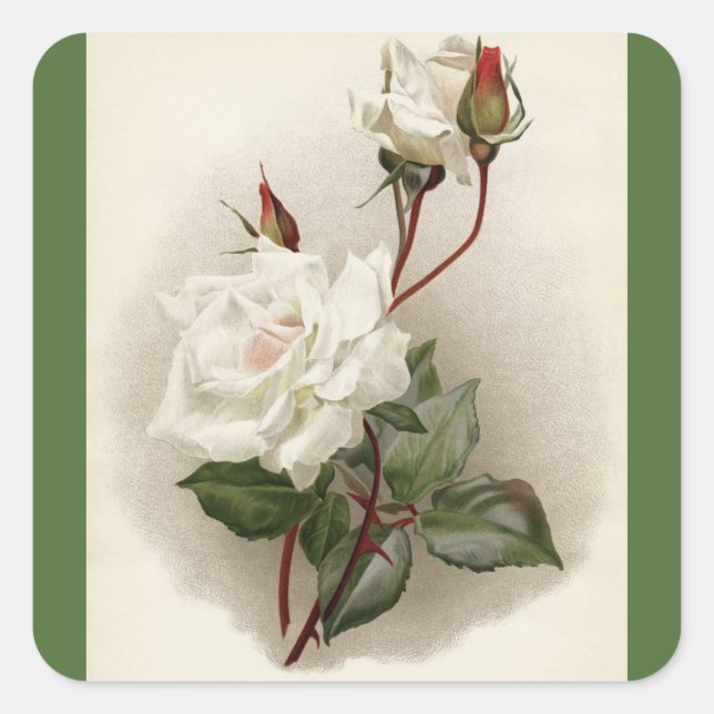 Victorian White Roses Green Square Sticker (Front)