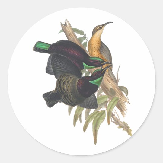 Victoria's Rifle Bird Classic Round Sticker