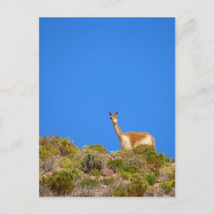 vicuña camelid blue postcard
