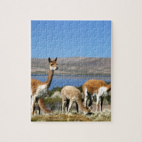 Vicuna in Lauca National Park Chile Jigsaw Puzzle