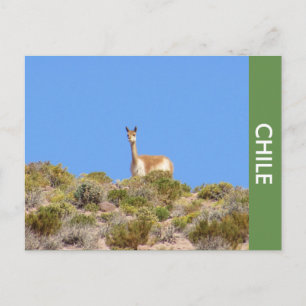 Vicuna Llama Chile Postcard