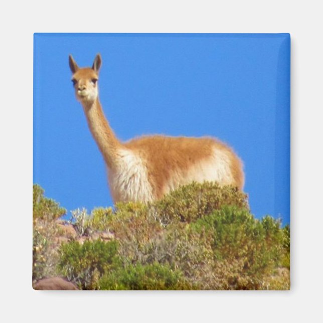 vicuña magnet (Front)