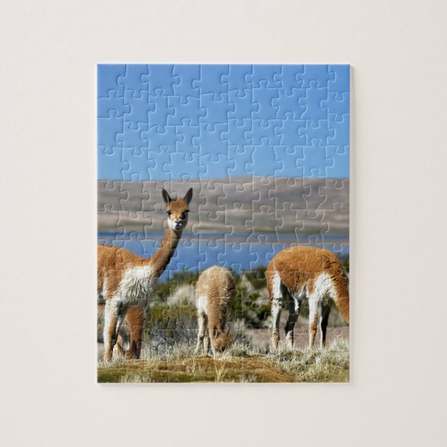 Vicuna on high alert Lauca National Park Jigsaw Puzzle (Vertical)