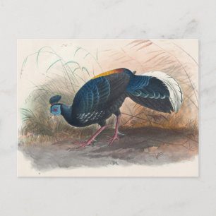 Vieillot's Fire-Backed Pheasant by Joseph Wolf Postcard