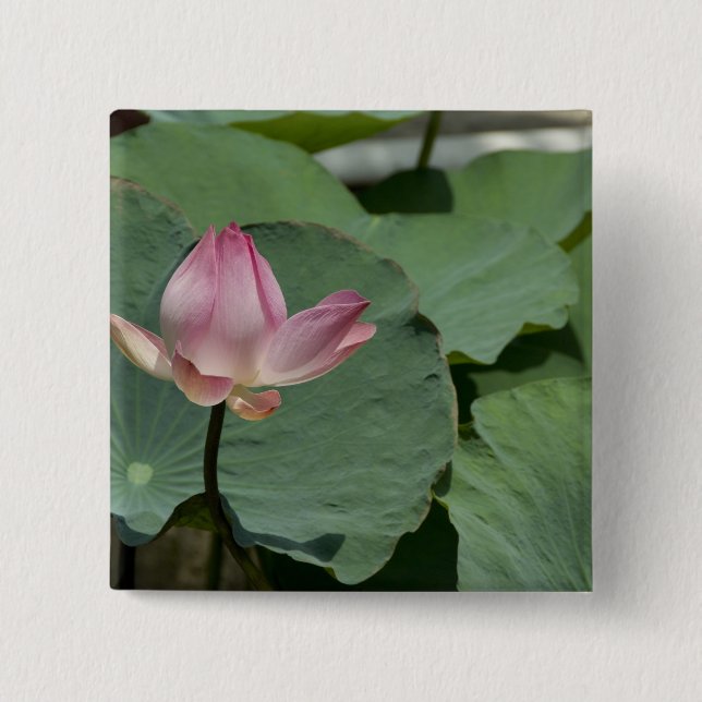 Vietnam, near Saigon) My Tho. Vinh Trang 2 Button (Front)