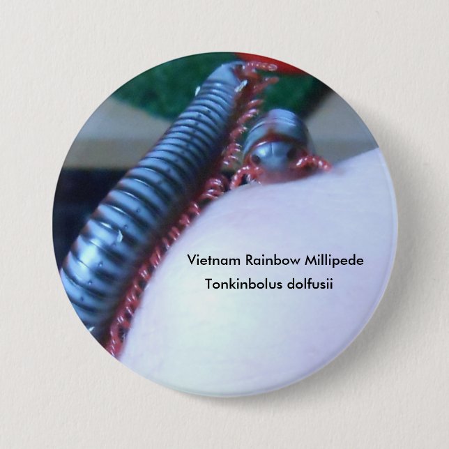 Vietnam Rainbow Millipede (Tonkinbolus dolfusii) Button (Front)