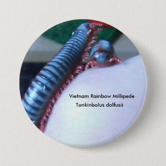 Vietnam Rainbow Millipede (Tonkinbolus dolfusii) Button