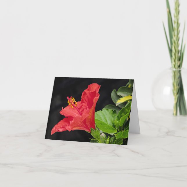 Vietnamese Hibiscus All Occasion Notecard (Front)