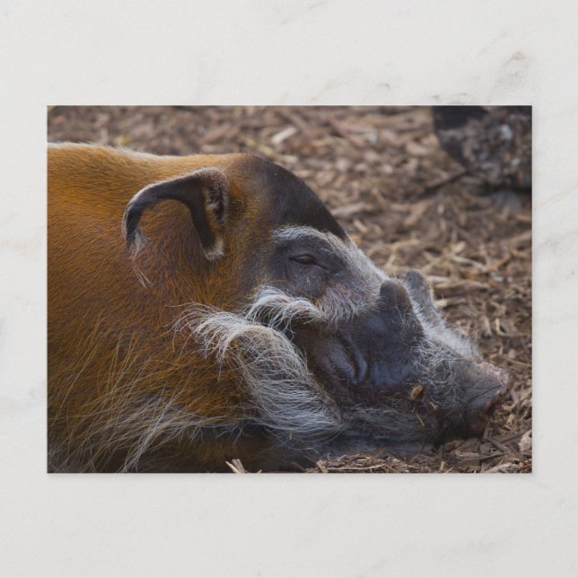 Vietnamese Hog postcard (Front)