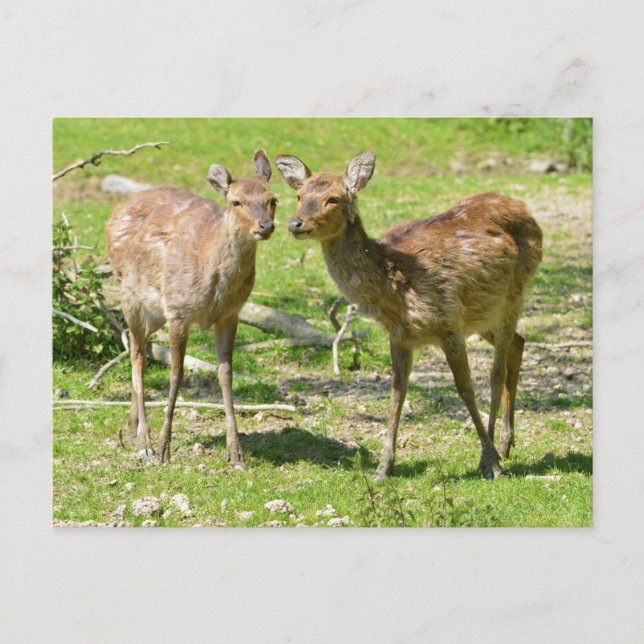 Vietnamese sika deer on grass postcard (Front)