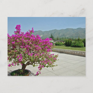 View From Museum, Xian, China Postcard