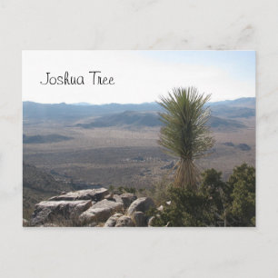 View from Ryan Mountain- Joshua Tree Postcard