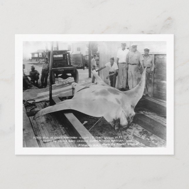 View of a Caught Manray Postcard (Front)