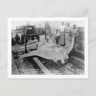 View of a Caught Manray Postcard