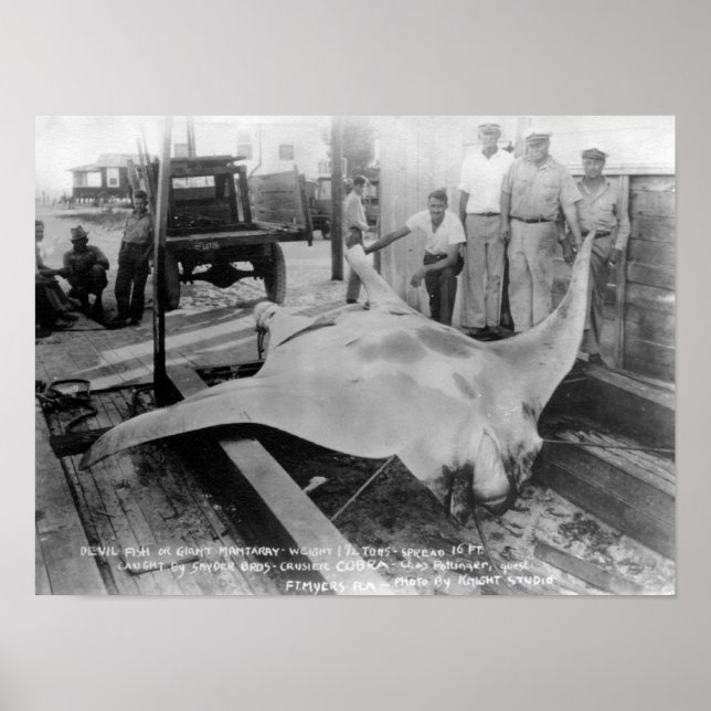 View of a Caught Manray Poster (Front)