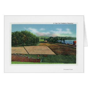 View of a Cranberry Plantation Cards