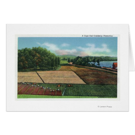 View of a Cranberry Plantation Cards (Front Horizontal)