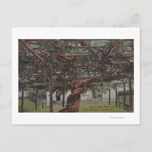 View of a Giant Grape Vine Postcard (Front)