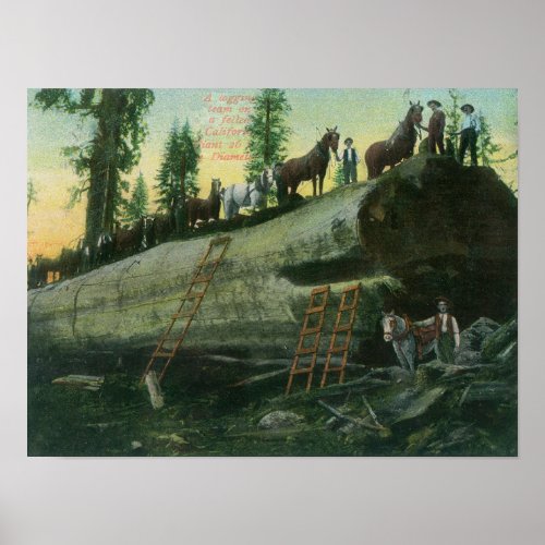 View of a Logging Team on a Fallen Redwood Poster