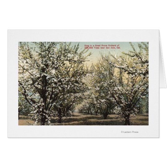 View of a Prune Orchard of 300,000 Trees Card