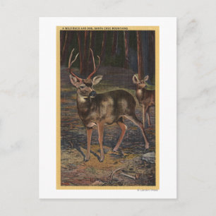 View of a Wild Buck & Doe Postcard