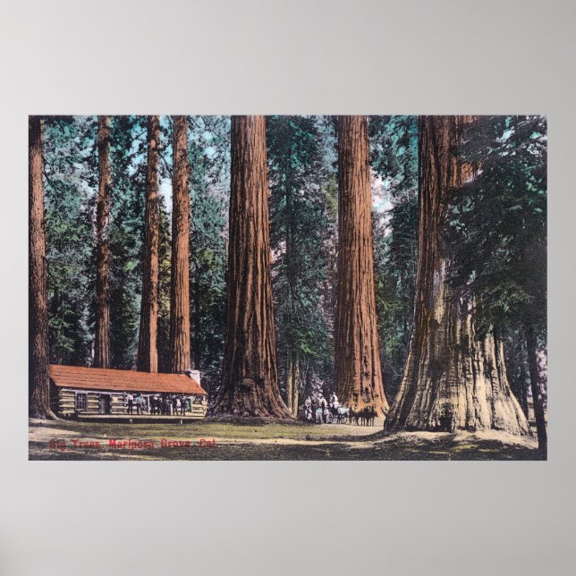 View of Big Trees in Mariposa Grove Poster (Front)