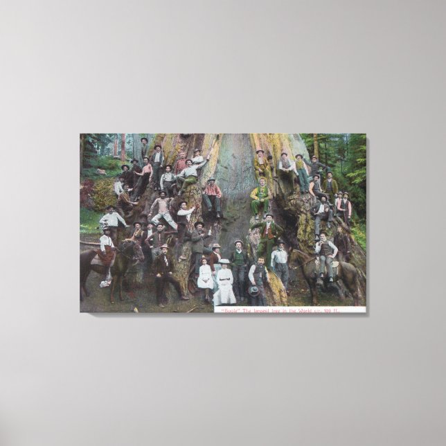 View of Boole, the Largest Tree in the World Canvas Print (Front)