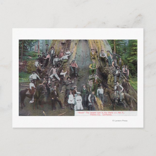 View of Boole, the Largest Tree in the World Postcard (Front)