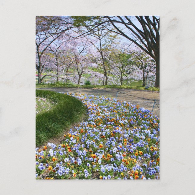 View of Cherry blossoms & Viola Postcard (Front)
