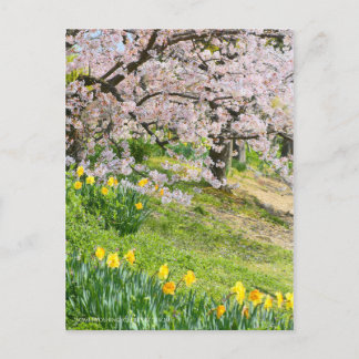 View of Cherry blossoms & Wild Daffodil Postcard
