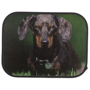 View of Dapple colored Dachshund Car Mat