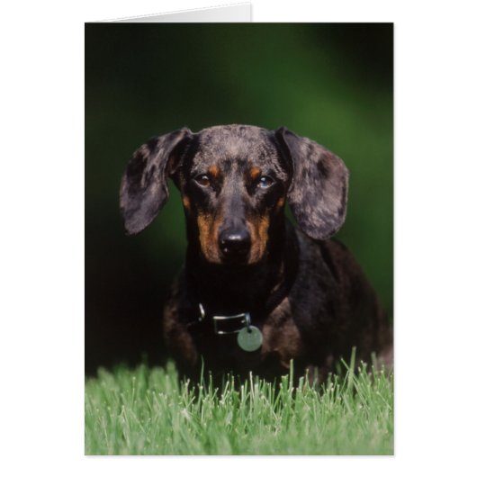 View of Dapple colored Dachshund Cards (Front)