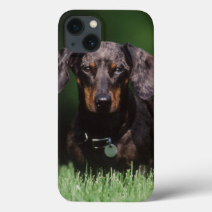 View of Dapple colored Dachshund iPhone 13 Case