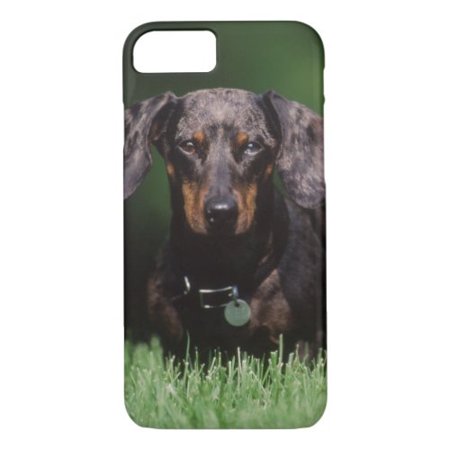 View of Dapple colored Dachshund iPhone 87 Case