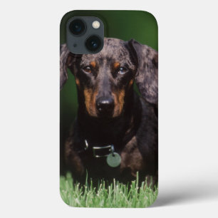 View of Dapple colored Dachshund iPhone 13 Case