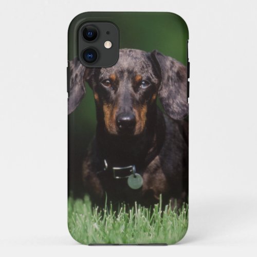 View of Dapple colored Dachshund iPhone 11 Case