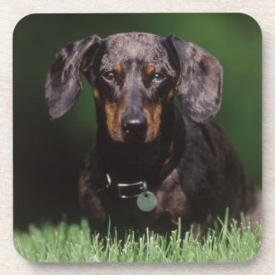 View of Dapple colored Dachshund Coaster