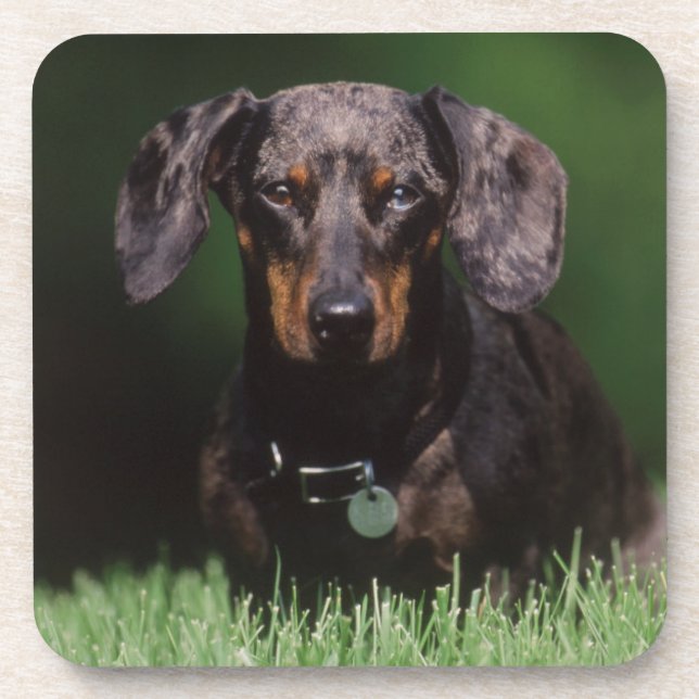 View of Dapple colored Dachshund Coaster (Front)